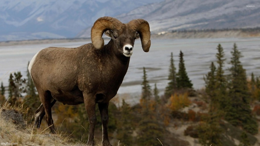 image tagged in awesome | made w/ Imgflip meme maker