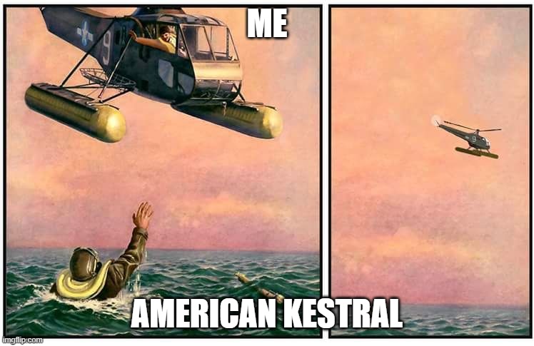 Helicopter rescue denied | ME AMERICAN KESTRAL | image tagged in helicopter rescue denied | made w/ Imgflip meme maker