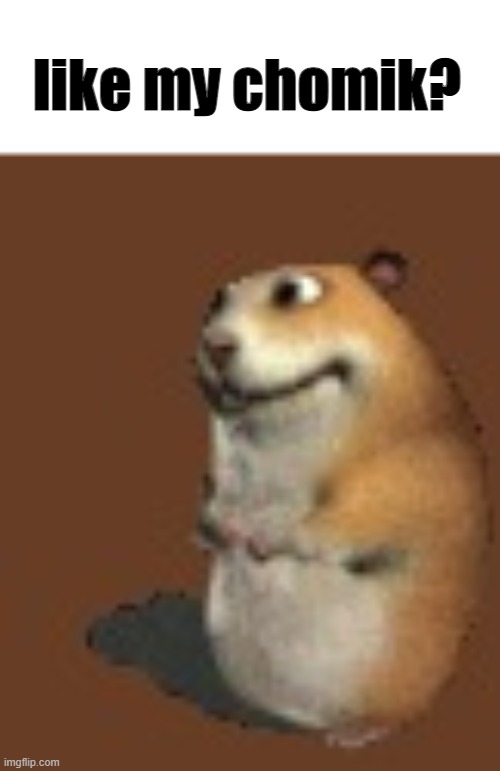 Hamster | like my chomik? | image tagged in hamster | made w/ Imgflip meme maker