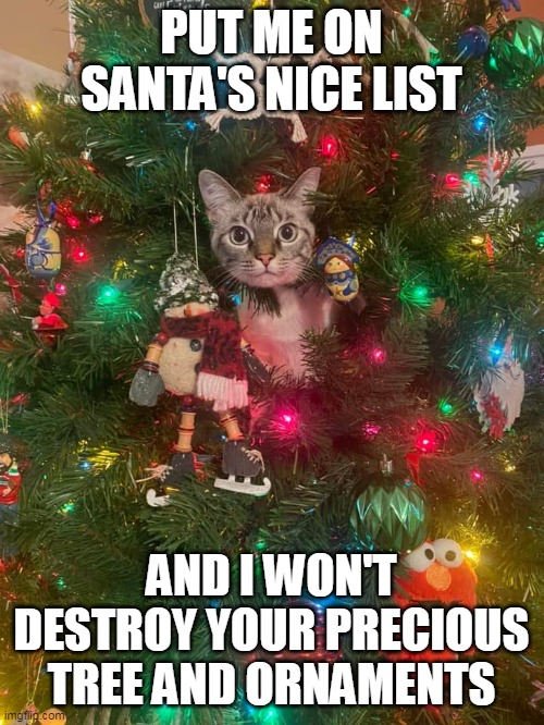 Someone's Watching You | PUT ME ON SANTA'S NICE LIST; AND I WON'T DESTROY YOUR PRECIOUS TREE AND ORNAMENTS | image tagged in meme,memes,christmas,cat,cats | made w/ Imgflip meme maker