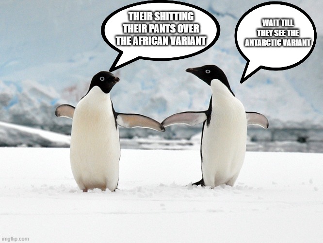 Penguins-WIN | WAIT TILL THEY SEE THE ANTARCTIC VARIANT; THEIR SHITTING THEIR PANTS OVER THE AFRICAN VARIANT | image tagged in penguins-win | made w/ Imgflip meme maker