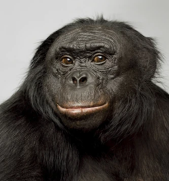 High Quality Bonobo is smarter Blank Meme Template