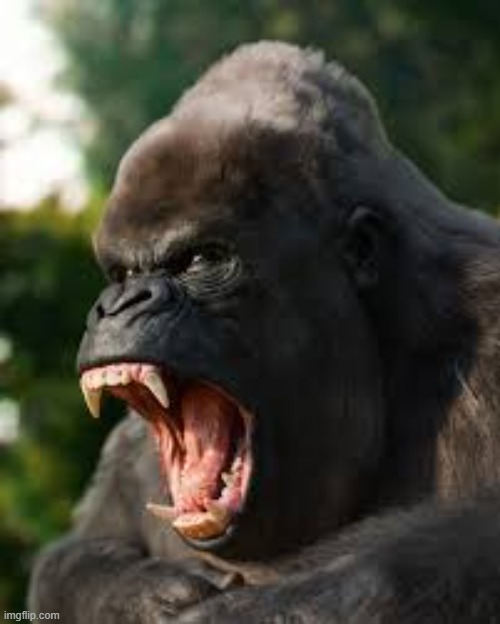 Angry Gorilla | image tagged in angry gorilla | made w/ Imgflip meme maker
