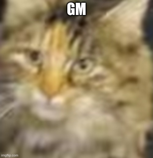 GM | image tagged in cocoa | made w/ Imgflip meme maker