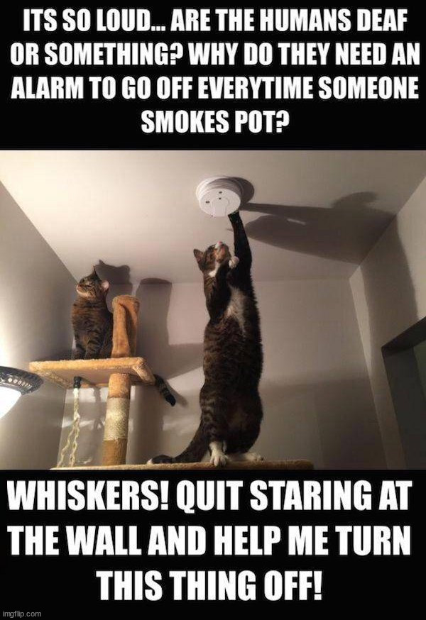 image tagged in cats | made w/ Imgflip meme maker