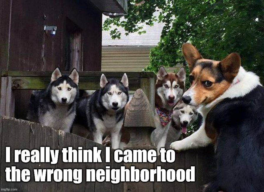 I really think I came to 
the wrong neighborhood | image tagged in dogs | made w/ Imgflip meme maker
