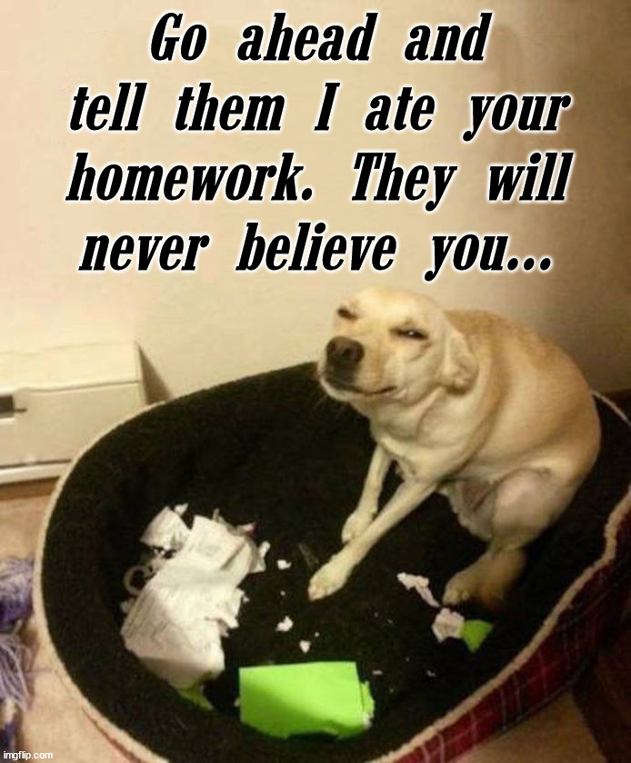 Go ahead and tell them I ate your homework. They will never believe you... | image tagged in dogs | made w/ Imgflip meme maker