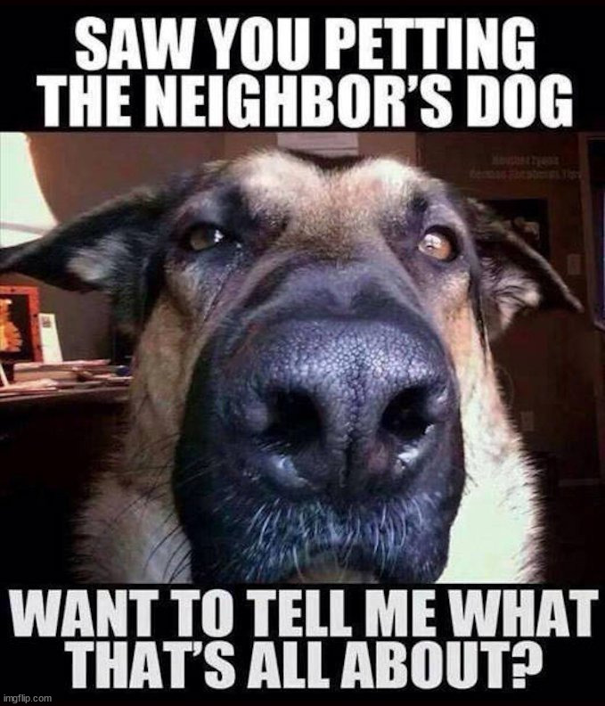 image tagged in dogs | made w/ Imgflip meme maker