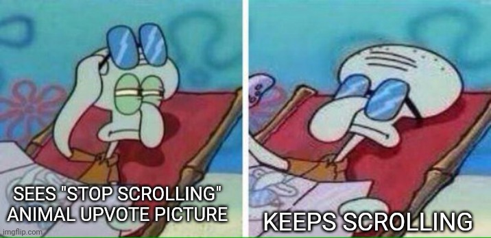 Squidward Sunbathing | SEES "STOP SCROLLING" ANIMAL UPVOTE PICTURE KEEPS SCROLLING | image tagged in squidward sunbathing | made w/ Imgflip meme maker