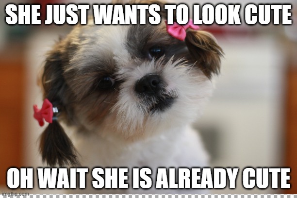 Cute puppy | SHE JUST WANTS TO LOOK CUTE; OH WAIT SHE IS ALREADY CUTE | image tagged in cute,puppy,meme | made w/ Imgflip meme maker