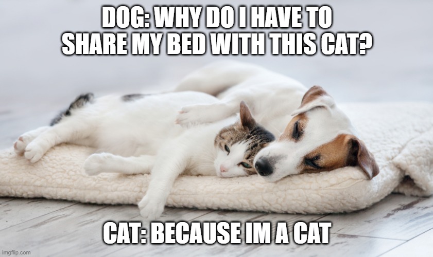 DOG and CAT Imgflip