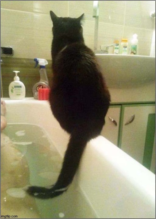 Just Testing The Water ! | image tagged in cats,bath time | made w/ Imgflip meme maker