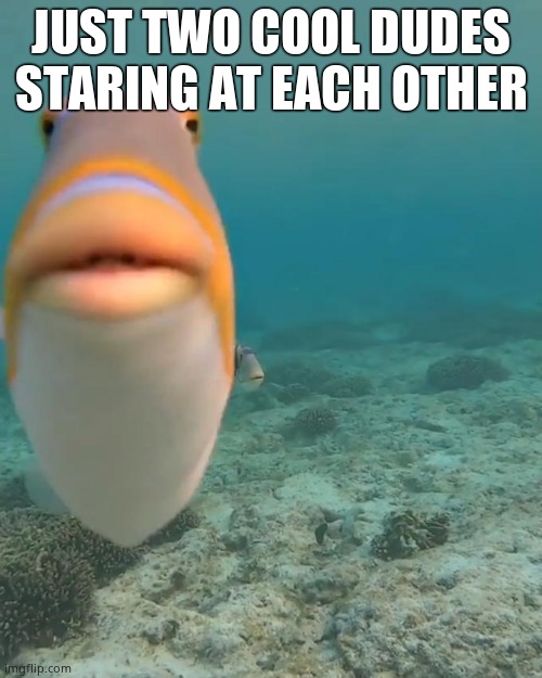 staring fish | JUST TWO COOL DUDES STARING AT EACH OTHER | image tagged in staring fish | made w/ Imgflip meme maker