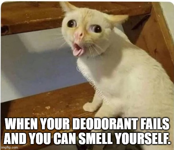 cat smells fart | WHEN YOUR DEODORANT FAILS AND YOU CAN SMELL YOURSELF. | image tagged in cat smells fart | made w/ Imgflip meme maker