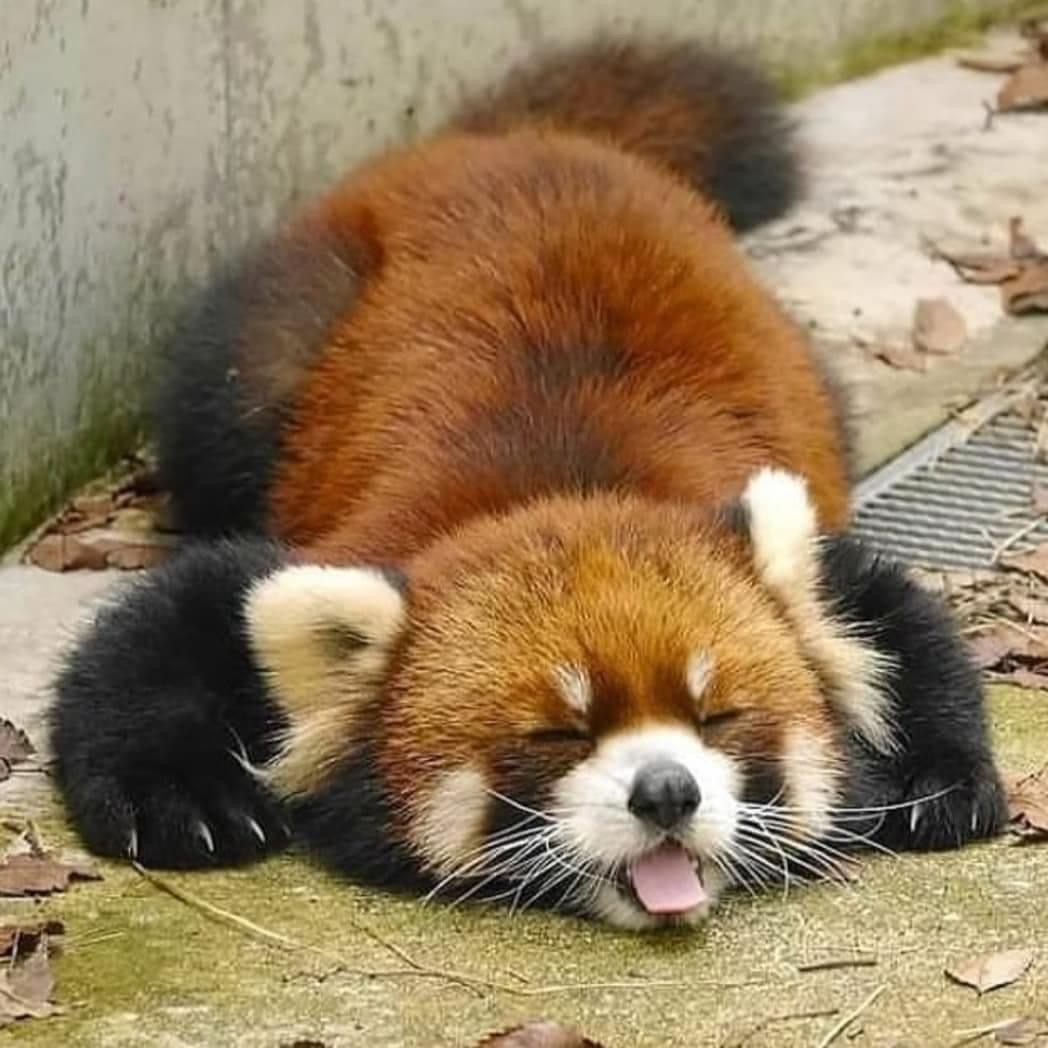 sleeping red pandas