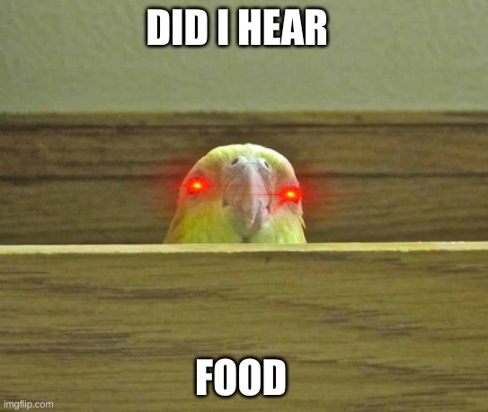 The Birb | DID I HEAR; FOOD | image tagged in the birb | made w/ Imgflip meme maker