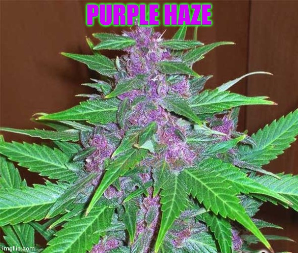 PURPLE HAZE | made w/ Imgflip meme maker