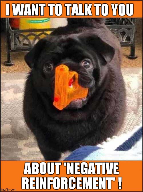 This Dog Wants To Moderate Your Behaviour ! |  I WANT TO TALK TO YOU; ABOUT 'NEGATIVE REINFORCEMENT' ! | image tagged in dogs,negative,behavior | made w/ Imgflip meme maker