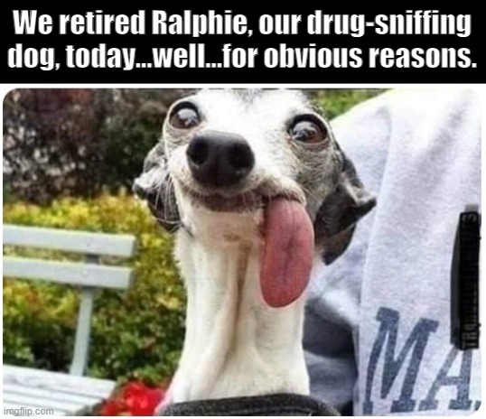 We retired Ralphie, our drug-sniffing dog, today...well...for obvious reasons. | image tagged in funny | made w/ Imgflip meme maker