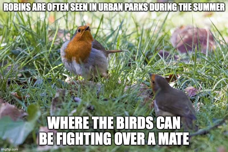 Robin |  ROBINS ARE OFTEN SEEN IN URBAN PARKS DURING THE SUMMER; WHERE THE BIRDS CAN BE FIGHTING OVER A MATE | image tagged in birds,memes,robin | made w/ Imgflip meme maker
