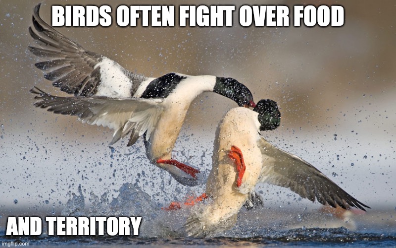 Duck Fight | BIRDS OFTEN FIGHT OVER FOOD; AND TERRITORY | image tagged in birds,memes | made w/ Imgflip meme maker