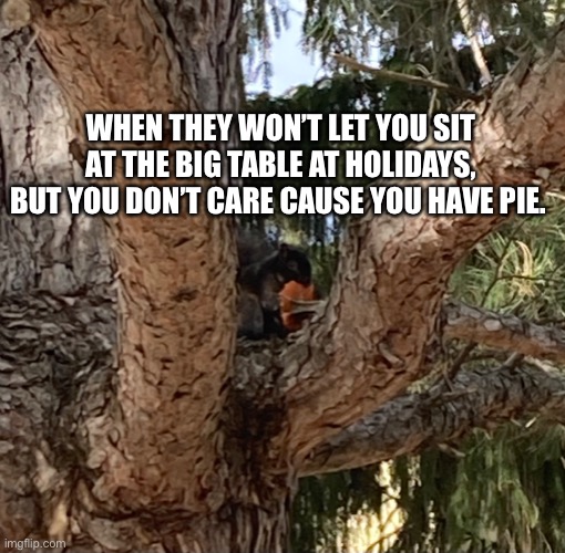 Squirrel with pumpkin | WHEN THEY WON’T LET YOU SIT AT THE BIG TABLE AT HOLIDAYS, BUT YOU DON’T CARE CAUSE YOU HAVE PIE. | image tagged in squirrel,pumpkin,holidays,pie | made w/ Imgflip meme maker