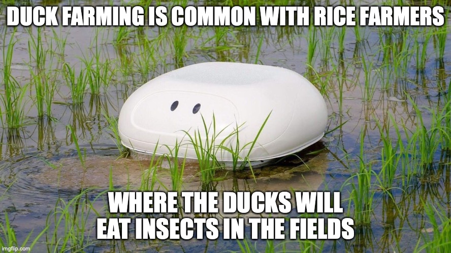 Duck Robot | DUCK FARMING IS COMMON WITH RICE FARMERS; WHERE THE DUCKS WILL EAT INSECTS IN THE FIELDS | image tagged in duck,robot,memes | made w/ Imgflip meme maker