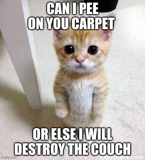 KITTEN THREATENS DESTRUCTION | CAN I PEE ON YOU CARPET; OR ELSE I WILL DESTROY THE COUCH | image tagged in memes,cute cat,destruction,pee,couch,cat | made w/ Imgflip meme maker