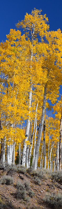 quaking aspen Blank Template - Imgflip