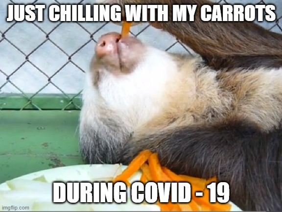 chilling with my food | JUST CHILLING WITH MY CARROTS; DURING COVID - 19 | image tagged in food,chillin,covid-19,animal,eating,lazy | made w/ Imgflip meme maker