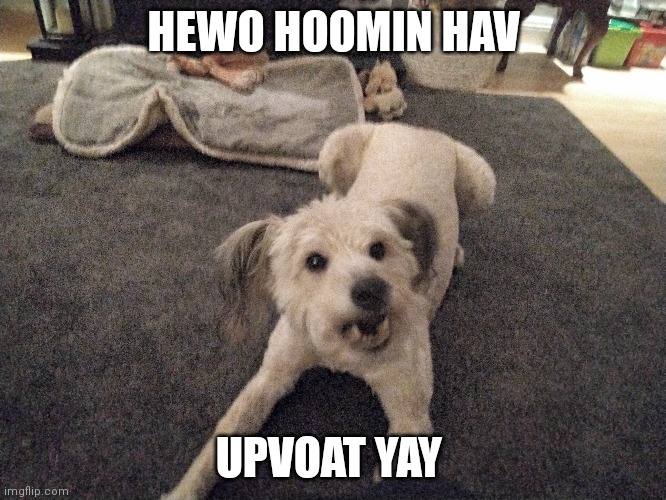 Upvote dog | HEWO HOOMIN HAV; UPVOAT YAY | image tagged in upvote | made w/ Imgflip meme maker
