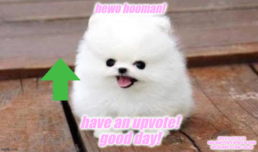 test .w. | hewo hooman! have an upvote!
good day! THIS IS A TEST TO SEE HOW MANY PEOPLE UPVOTE ME FROM THIS BECAUSE YES DON'T KILL ME | image tagged in dog memes,dog meme,cute puppies,cute dog,fun | made w/ Imgflip meme maker