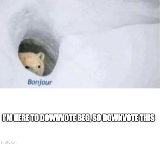 downvote it | I'M HERE TO DOWNVOTE BEG, SO DOWNVOTE THIS | image tagged in bonjour bear,blank white template | made w/ Imgflip meme maker