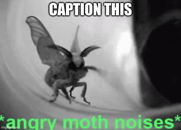 Angry Moth Noises | CAPTION THIS | image tagged in angry moth noises | made w/ Imgflip meme maker