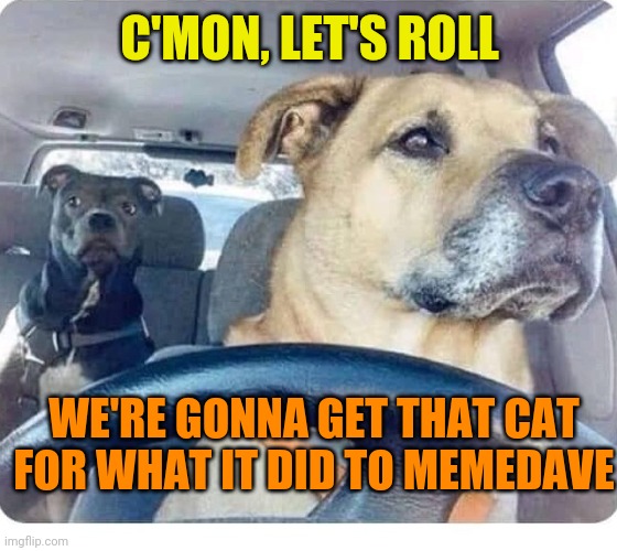 Dog driving | C'MON, LET'S ROLL WE'RE GONNA GET THAT CAT FOR WHAT IT DID TO MEMEDAVE | image tagged in dog driving | made w/ Imgflip meme maker