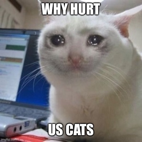 Crying cat | WHY HURT US CATS | image tagged in crying cat | made w/ Imgflip meme maker