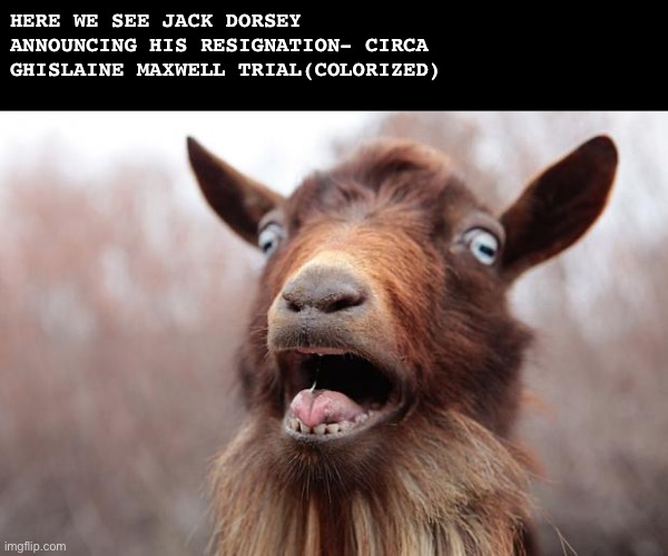 GoatScream2014 | HERE WE SEE JACK DORSEY ANNOUNCING HIS RESIGNATION- CIRCA GHISLAINE MAXWELL TRIAL(COLORIZED) | image tagged in goatscream2014 | made w/ Imgflip meme maker