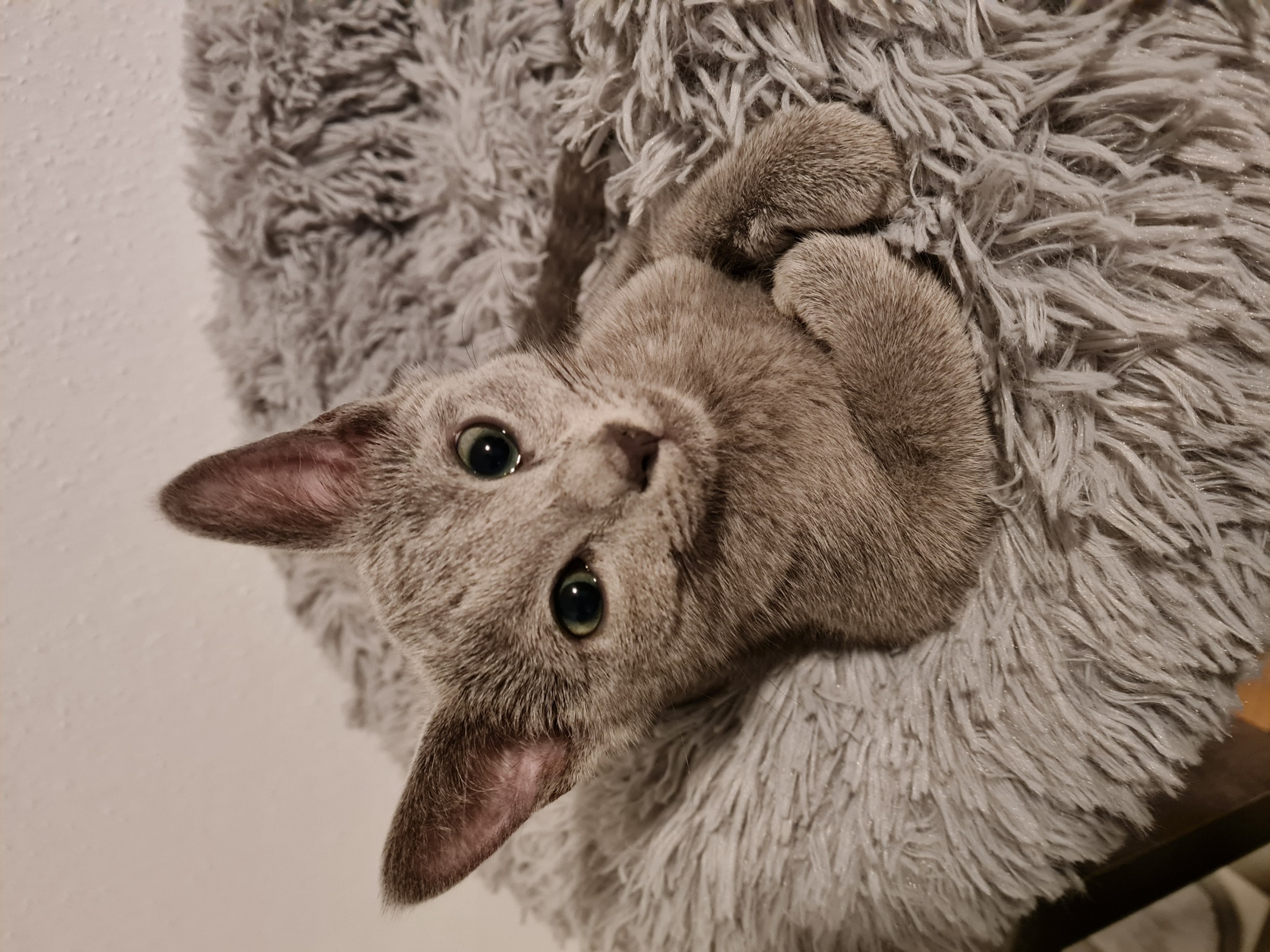 Interesting Cat Blank Meme Template