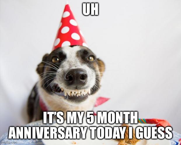 birthday dog | UH; IT’S MY 5 MONTH ANNIVERSARY TODAY I GUESS | image tagged in birthday dog | made w/ Imgflip meme maker