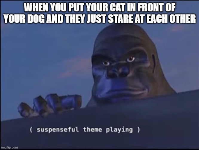 another low effort meme | WHEN YOU PUT YOUR CAT IN FRONT OF YOUR DOG AND THEY JUST STARE AT EACH OTHER | image tagged in suspenseful theme playing | made w/ Imgflip meme maker