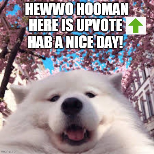 hewwo | HEWWO HOOMAN HERE IS UPVOTE; HAB A NICE DAY! | image tagged in cute doggo | made w/ Imgflip meme maker