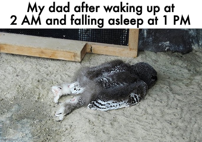 owl | My dad after waking up at 2 AM and falling asleep at 1 PM | image tagged in owl | made w/ Imgflip meme maker