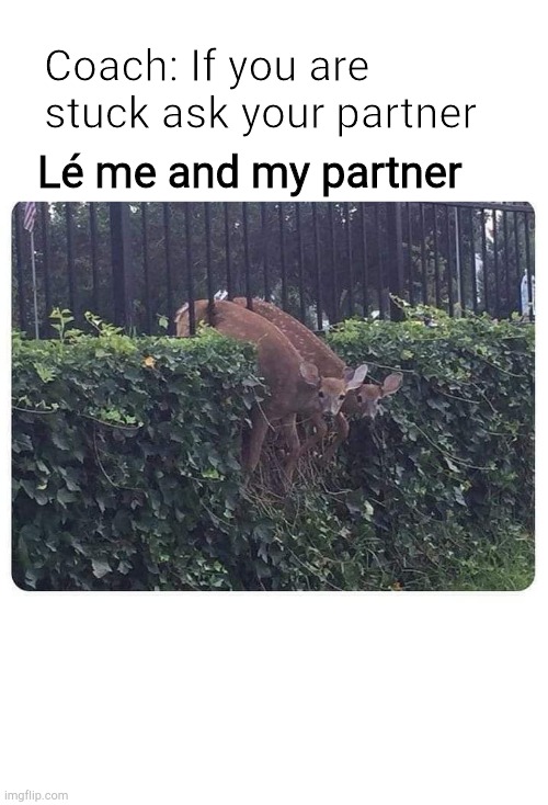Coach: If you are stuck ask your partner; Lé me and my partner | image tagged in life,memes,funny memes | made w/ Imgflip meme maker