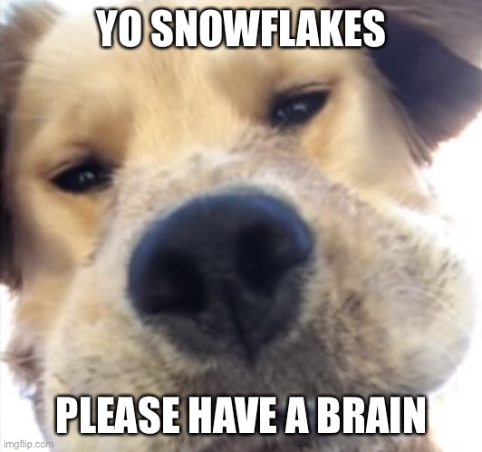 Doggo bruh | YO SNOWFLAKES; PLEASE HAVE A BRAIN | image tagged in doggo bruh | made w/ Imgflip meme maker