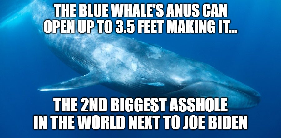 2nd Biggest Asshole In The World | THE BLUE WHALE'S ANUS CAN OPEN UP TO 3.5 FEET MAKING IT... THE 2ND BIGGEST ASSHOLE IN THE WORLD NEXT TO JOE BIDEN | image tagged in blue whale,sad joe biden | made w/ Imgflip meme maker