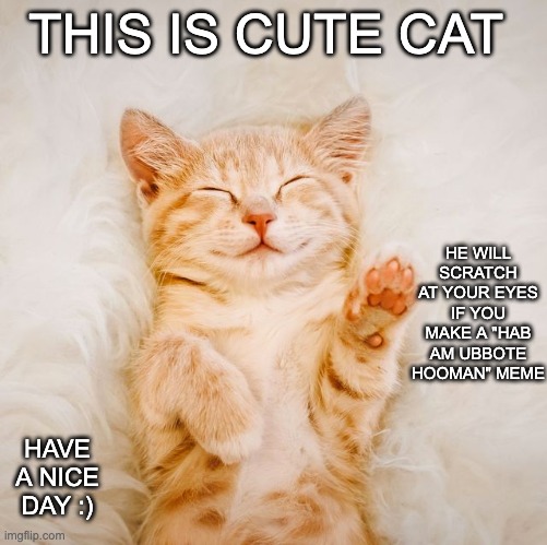 He will scratch you | THIS IS CUTE CAT; HE WILL SCRATCH AT YOUR EYES IF YOU MAKE A "HAB AM UBBOTE HOOMAN" MEME; HAVE A NICE DAY :) | image tagged in cat,cute | made w/ Imgflip meme maker