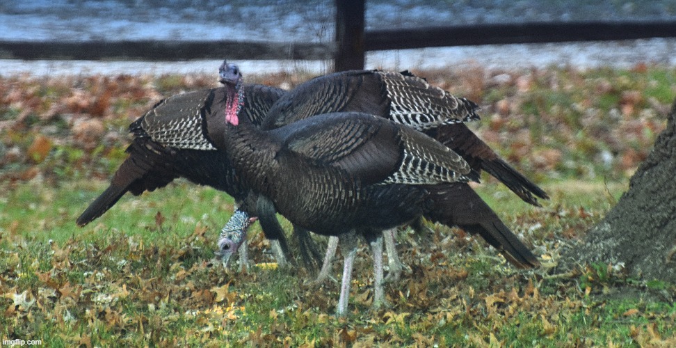 turkeys on the road | made w/ Imgflip meme maker