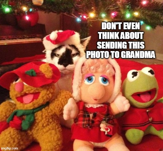 Kitties and Muppets Don't Mix | DON'T EVEN THINK ABOUT SENDING THIS PHOTO TO GRANDMA | image tagged in meme,memes,christmas,cat,cats | made w/ Imgflip meme maker