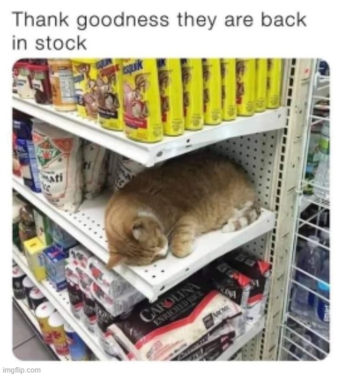 Cat :D | image tagged in cats | made w/ Imgflip meme maker