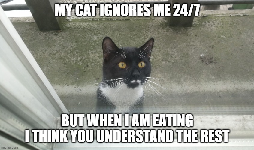 Cat wants to enter | MY CAT IGNORES ME 24/7; BUT WHEN I AM EATING
I THINK YOU UNDERSTAND THE REST | image tagged in cat wants to enter | made w/ Imgflip meme maker